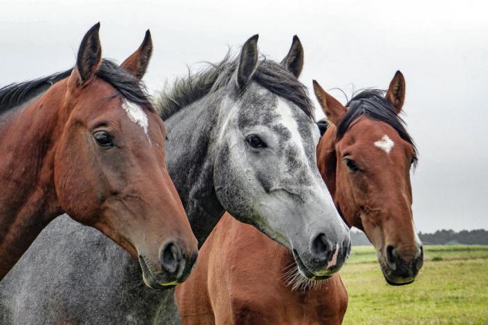 10 самых невероятных пород лошадей