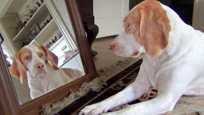 Что собака видит, когда смотрит в зеркало?