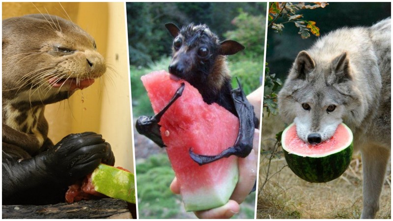 20 прелестных животных, которые просто обожают арбузы