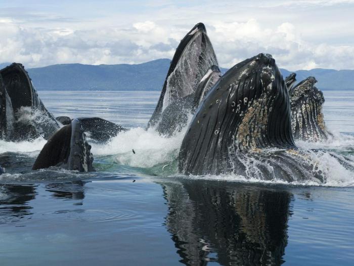 Горбатые киты собираются в супергруппы для проведения собственных рейвов?