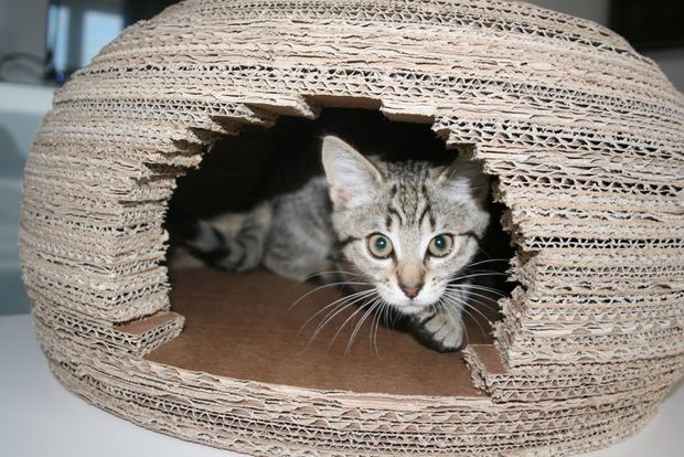 Девушка построила для кошки потрясающий домик иглу из картона и вот как она это сделала