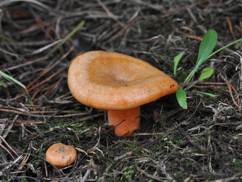 Польза и вред грибов рыжиков