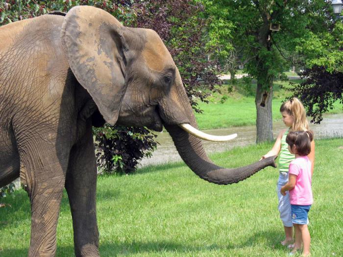 Африканские слоны: факты для детей