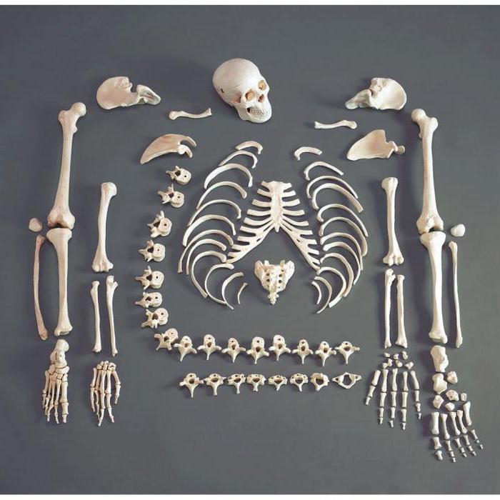 Рост костей в толщину происходит за счет... Все о росте костей