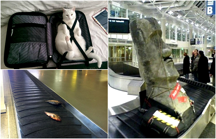 17 убойных фотографий о пассажирах, чей багаж способен не на шутку удивить