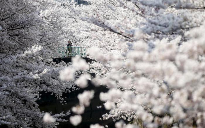 Весна пришла: 12 потрясающих фото цветущей вишни
